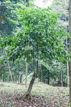 Young green sapling under forest canopy Stock Photos