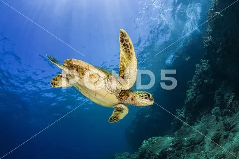 A young Green sea turtle (Chelonia mydas) swims down to reef after taking a brea Stock Photos