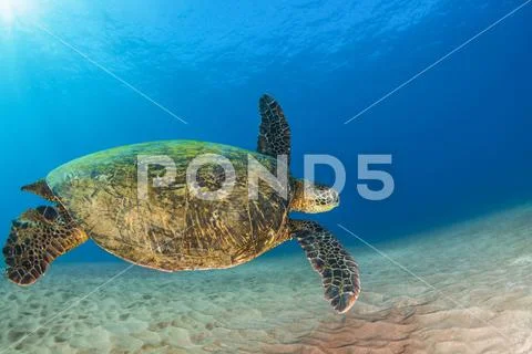 A young Green sea turtle (Chelonia mydas) swims down to reef after taking a brea Stock Photos
