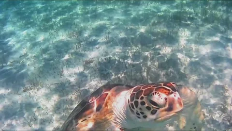 Young Green Sea Turtle Feeding in Shallow Water and Surfacing 库存影片 343728326