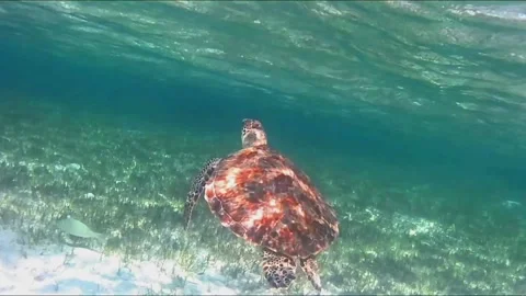 Young Green Sea Turtle Feeding on Seagrass and Surfacing to Breathe Stock Footage 343729077