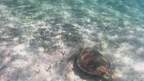 Young Green Sea Turtle Feeding on Seagrass and Surfacing to Breathe Stock Footage 343729085
