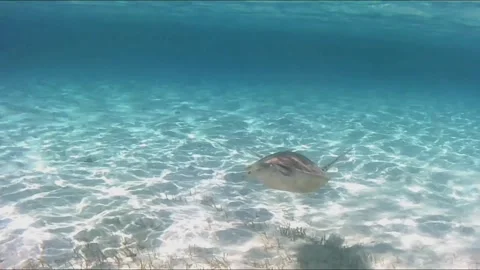 Young Green Sea Turtle Feeding on Seagrass and Surfacing to Breathe Stock Footage 343729106