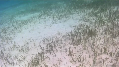 Young Green Sea Turtle Feeding on Seagrass Among Sandy Seabed Stockbeeldmateriaal 343729308