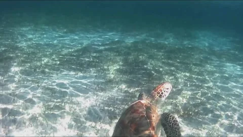 Young Green Sea Turtle Grazing on Seagrass and Surfacing to Breathe Vídeo Stock 343729197