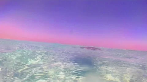 Young Green Sea Turtle Grazing on Seagrass and Surfacing to Breathe Stock Footage 343729307