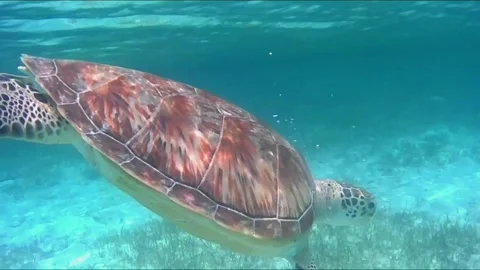Young Green Sea Turtle Grazing on Seagrass and Surfacing to Breathe Stock Footage 343729325