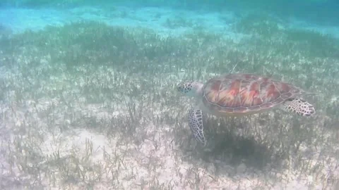 Young Green Sea Turtle Grazing on Seagrass and Surfacing to Breathe Stock Footage 343729368