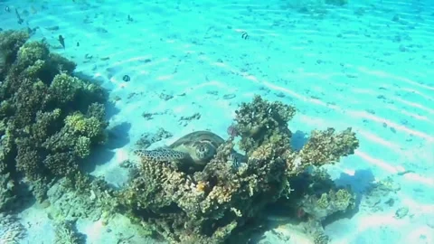 Young Green Sea Turtle Resting on Coral Reef in Las Cabanas, Red Sea, Egypt Stock Footage 340605734