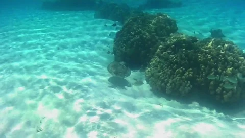 Young Green Sea Turtle Rising Above Coral Reef to Breathe Vídeos de archivo 343729277