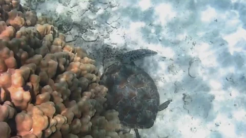 Young Green Sea Turtle Scratching Its Shell Under Coral in Las Cabanas, Red Sea, 스톡 동영상 341290837