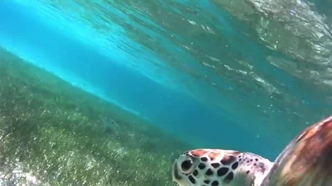 Young Green Sea Turtle Surfaces for Air and Returns to Seagrass in the Red Sea Stock Footage 340251470