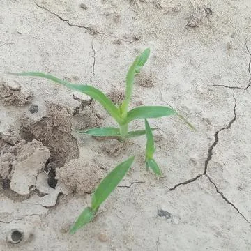 Young green seedling sprouting through dry cracked mud. Early growth resili.. Stock Photos