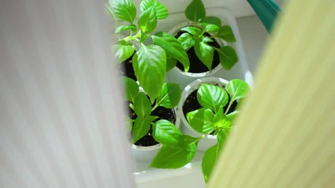 Young green seedlings emerging from soil in small container Stock Footage 304730176