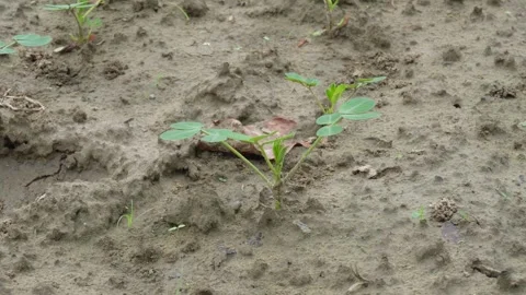 Young Green Seedlings Video stock 340756173
