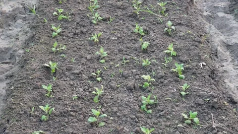 Young Green Seedlings Sprouting Stockbeeldmateriaal 332557287