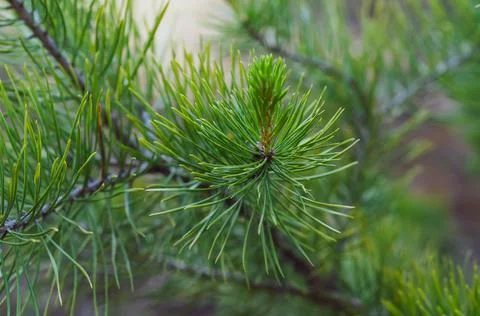 Young green shoots pine close-up on branch, tree with green needles, natural  Stock Photos
