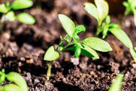 Young green shoots of the seedling Stock-Fotos