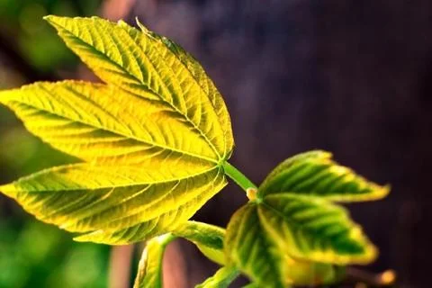 Young green shoots of a tree, spring season, natural background Stock Photos