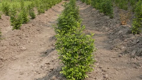 Young Green Shrubs Growing Stock Footage 332582918
