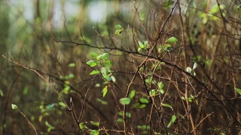 Young green sparse leaves on bare bushes in the middle of snowless winter 스톡 동영상 146078738