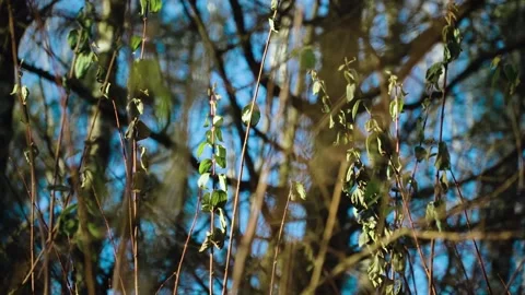 Young green sparse leaves on bare bushes in the middle of snowless winter Stock-Footage 146078961