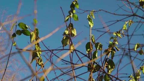 Young green sparse leaves on bare bushes in the middle of snowless winter Stock-Footage 146079054