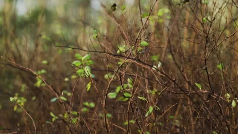 Young green sparse leaves on bare bushes in the middle of snowless winter Stock-Footage 146079154
