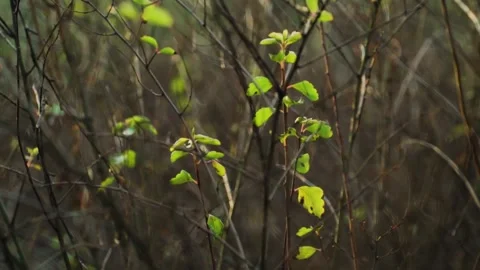 Young green sparse leaves on bare bushes in the middle of snowless winter 스톡 동영상 146079172
