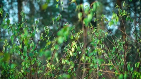 Young green sparse leaves on bare bushes in the middle of snowless winter 스톡 동영상 146079243