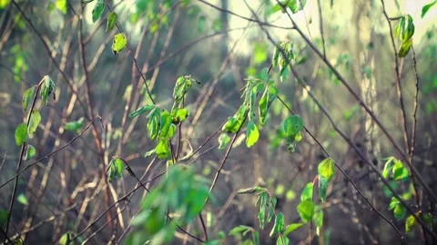 Young green sparse leaves on bare bushes in the middle of snowless winter Stock-Footage 146079250