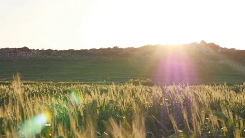 Young green spikelet at sunset Stock Footage 74063497