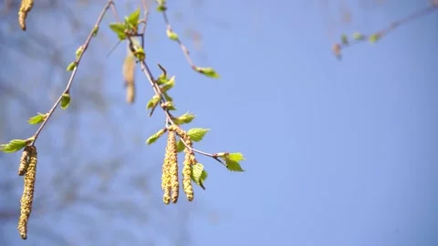 Young green spring leaves on a birch tree in a sunny day with blue sky Stock Footage 133565462