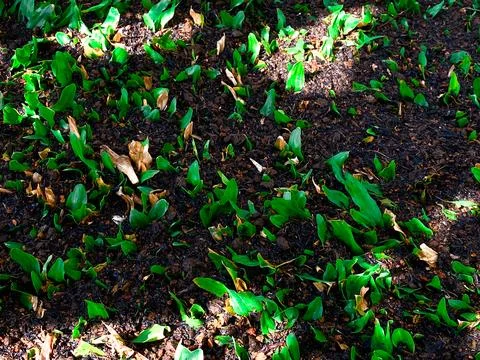 Young green spring sprouts emerging from rich garden soil Stock Photos