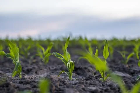 A young green sprout of corn close-up grows in the soil in a garden bed in a Stock Photos