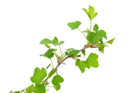 Young green sprout of currant Stock Photos