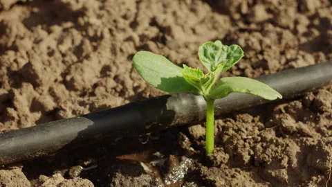 Young green sprout growing in soil irrigated with modern drip system Stock Footage 342388486
