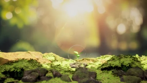 Young Green Sprout Protected Inside a Glass Bubble in Mossy Nature Environment Stock Footage 334535565
