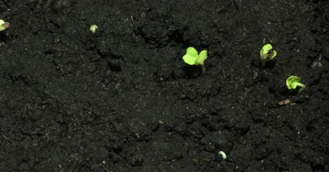 Young Green Sprouts On Black Organic Soil 4k Video stock 56456053