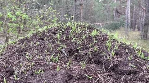 Young green sprouts of grass in the Forest Ant Farm, where work is booming Stock Footage 240077058