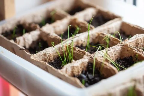 Young green sprouts of leeks in the ground. Foto stock
