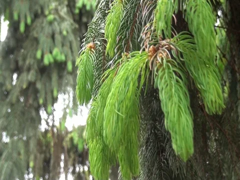 Young, green spruce shoots. Video stock 70868091