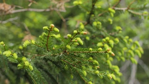 Young green spruce tips and needles on branches of a tree during spring. Stock Footage 156937239