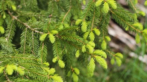 Young green spruce tips and needles on branches of a tree during spring. Stock Footage 156937348