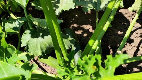 A young green squash has grown in the garden Stock Footage 252275063