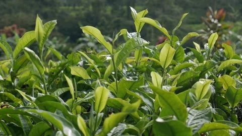 Young green tea sprouts swaying gently in the morning wind. Video stock 336712252
