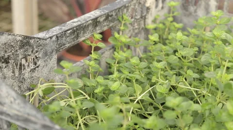 Young Green Thyme Plants Stock Footage 56605338