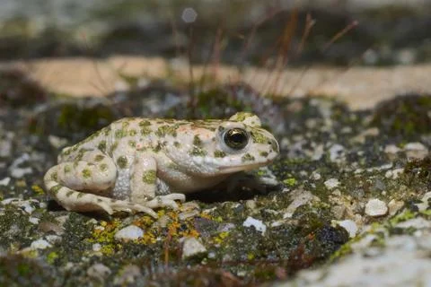Young green toad (Bufotes viridis) Stock Photos