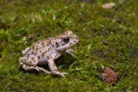 Young green toad (Bufotes viridis) Stock Photos
