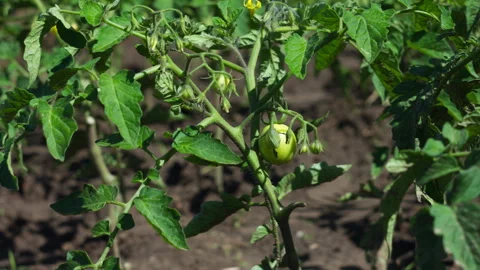 Young Green Tomato Fruit Growing on a Branch in a Sunny Organic Garden 動画素材 337428558